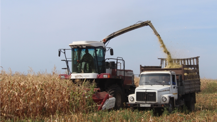 «Каравай» с полей собран, идет уборка кукурузы на силос