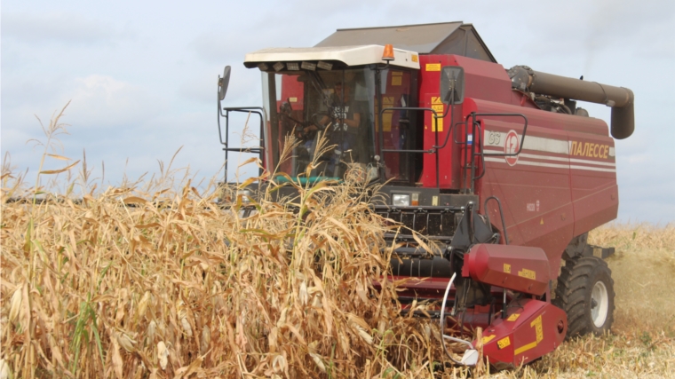 В СХПК "Комбайн"идет уборка кукурузы на зерно