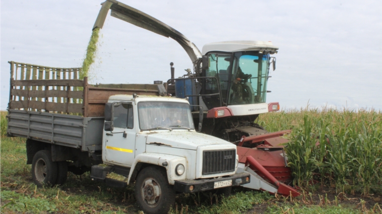 В СХПК "Комбайн" приступили к уборке кукурузы