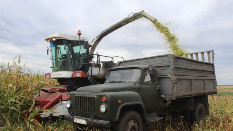 В СХПК "Комбайн" на последних гектарах идет уборка кукурузы на силос